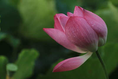 Close-up of wet pink lotus water lily