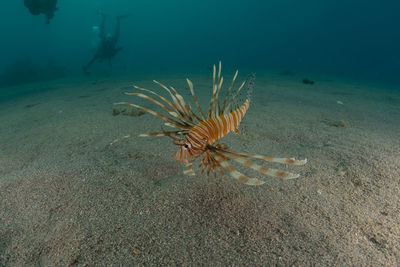 High angle view of fish swimming in sea