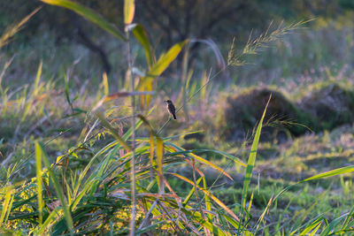 Bird on grass