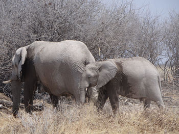 An elephant wanders around the namibian savannah on a sunny day