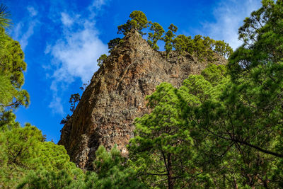 Low angle view of plants growing on rock against sky