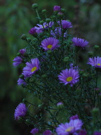 Close-up of purple flowering plants