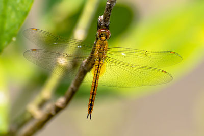 Close-up of dragonfly on plant