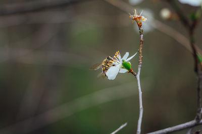 Close-up of insect on flower