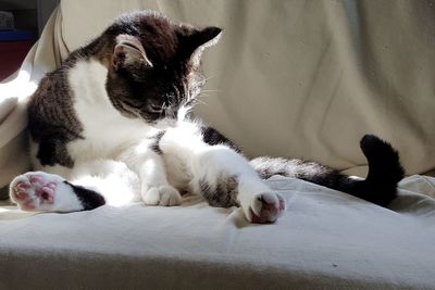 Cat lying on bed