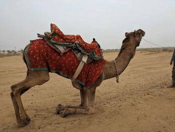 Full length of camel on desert against sky
