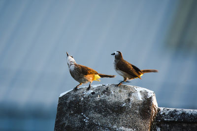 Birds perching on wood