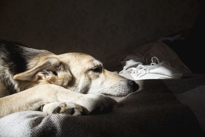 Dog sleeping on bed