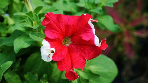 Close-up of red hibiscus blooming outdoors