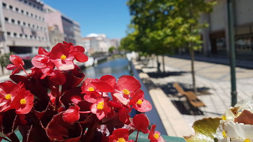 Close-up of red flowers blooming in city
