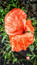 Close-up of red flower