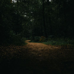 Trail on dirt road amidst trees in forest