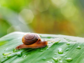Close-up of snail on leaves