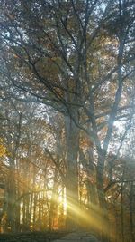 Trees in forest against sky