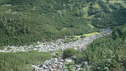 High angle view of trees in forest