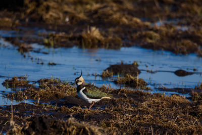 Bird in a lake during winter