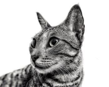 Close-up portrait of cat