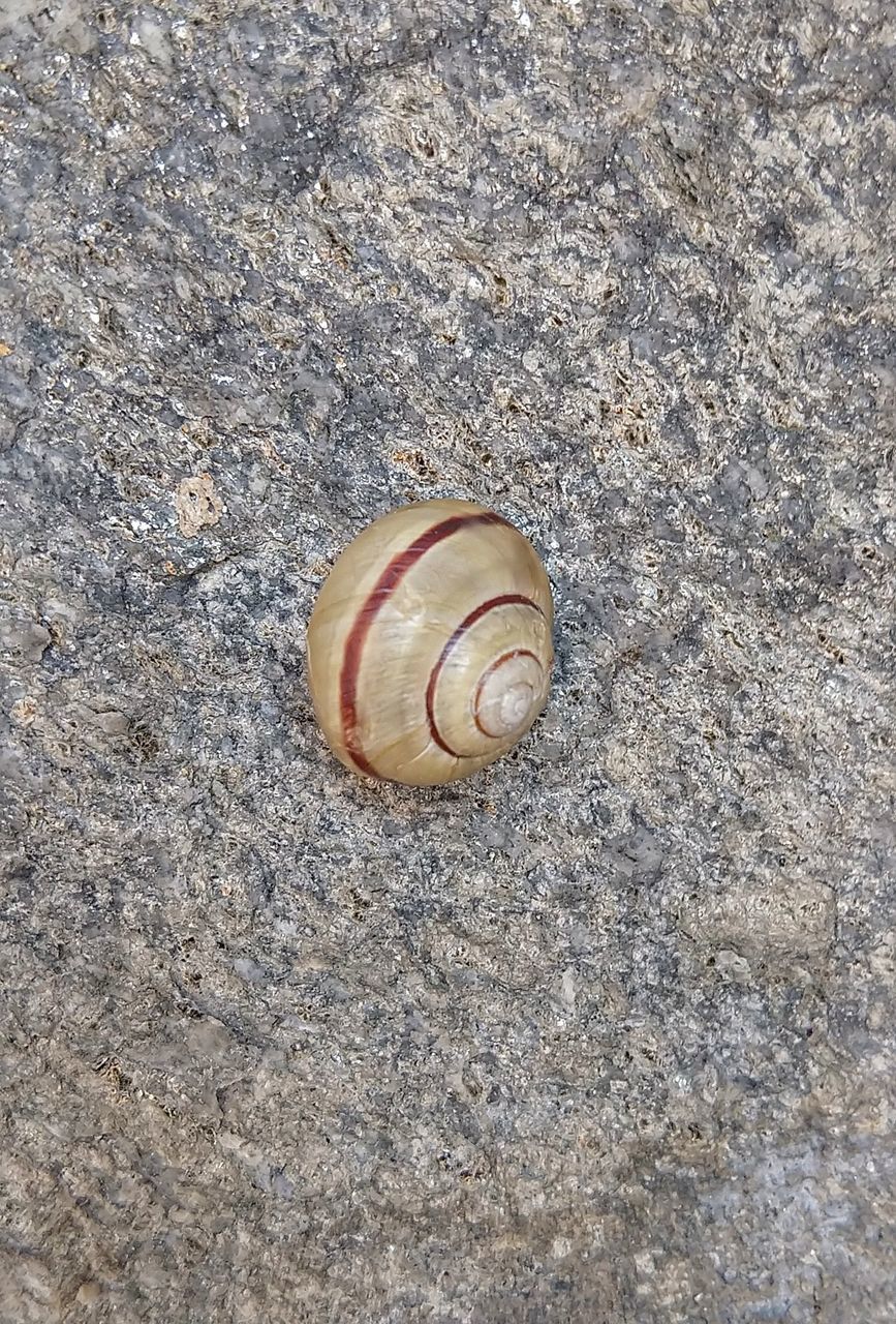 animal wildlife, shell, animal, animal shell, animal themes, invertebrate, animals in the wild, one animal, gastropod, no people, mollusk, snail, close-up, land, day, nature, textured, high angle view, outdoors, beauty in nature