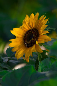 Close-up of yellow flower blooming outdoors