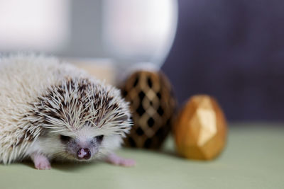 Cute hedgehog. portrait of pretty curious muzzle of animal. favorite pets. atelerix, african 