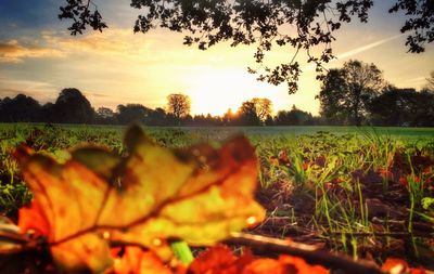 Sun shining through trees on field