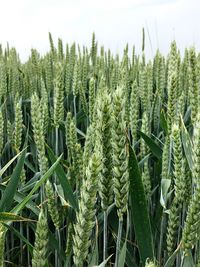 Close-up of wheat plants on field against sky