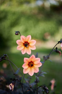 Close-up of pink flowering plant