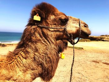 Side view of a reptile on a land