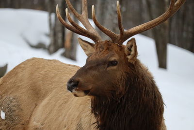 Close-up of deer in snow