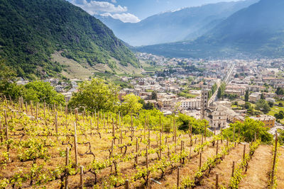 High angle view of vineyard and buildings in city