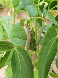 Close-up of insect on plant