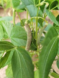 Close-up of insect on plant