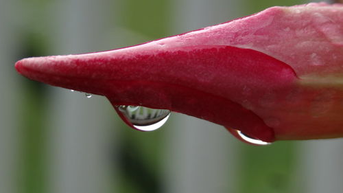 Close-up of water drops on leaf