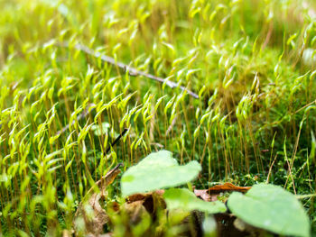 Close-up of fresh green plants