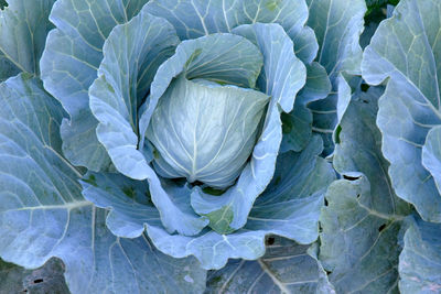 cabbage