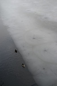 High angle view of birds on land