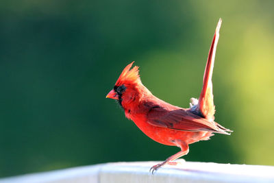 Close-up of bird perching on railing