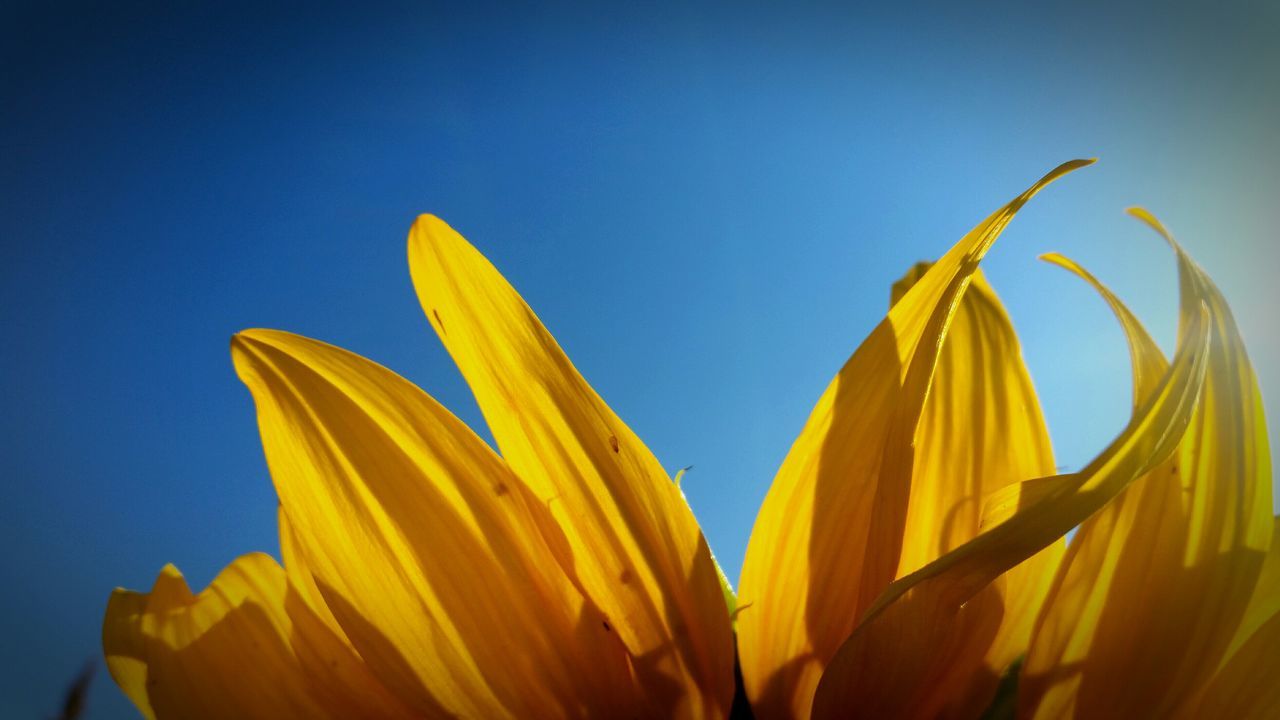 yellow, flower, petal, freshness, fragility, clear sky, flower head, growth, copy space, sunflower, close-up, beauty in nature, nature, plant, blue, single flower, blooming, stem, low angle view, outdoors