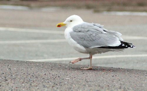 Close-up of seagull perching outdoors