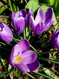 Close-up of purple crocus flowers on field