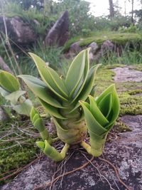 High angle view of succulent plant on field