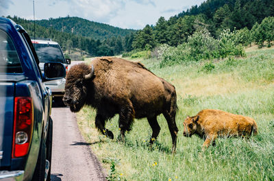 Full length of buffalos walking on road