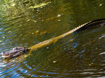 High angle view of turtle swimming in water