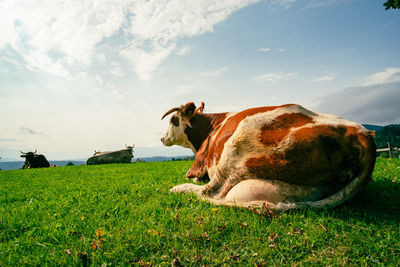Cow in a field