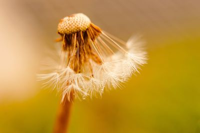 Close-up of flower against blurred background