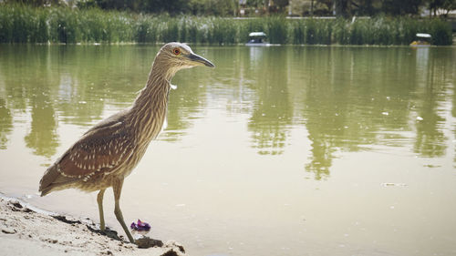 Bird on a lake