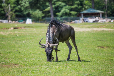 Horse grazing in a field