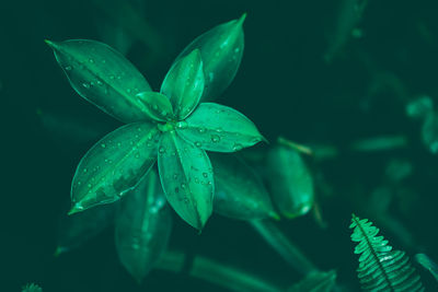 Green leaves with drop water. dark background