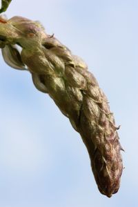 Low angle view of tree against clear sky