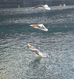 Duck swimming in sea